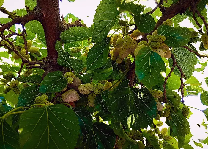 Agriturismo Il Pavone