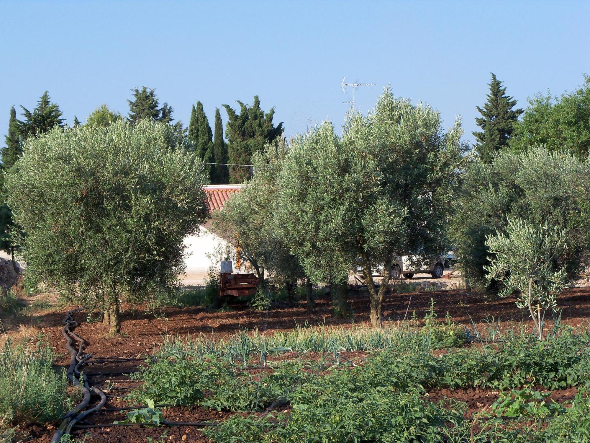 Il Pavone Alojamento de Turismo Rural Torre Lapillo