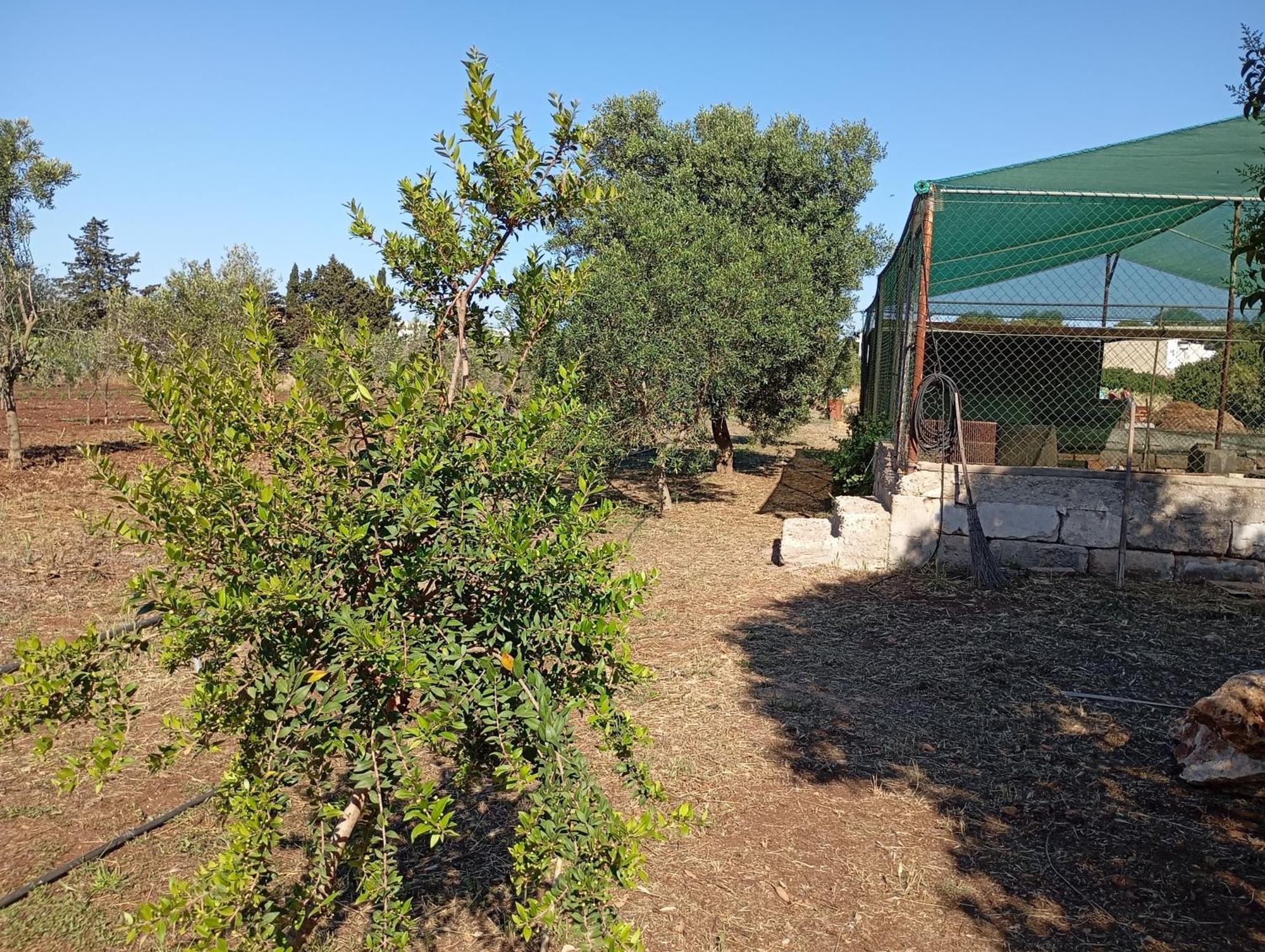Il Pavone Séjour à la ferme
